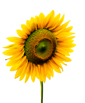 AI generated Sunflower with a transparent background png