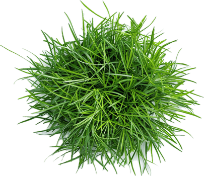 AI generated Lush Green Potted Plant png