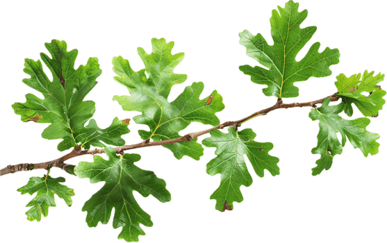 AI generated Green Oak Leaves on Branch png