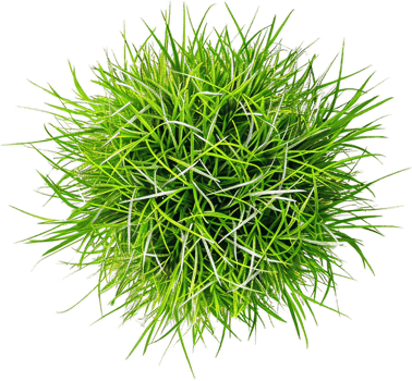 AI generated Lush Green Potted Plant png