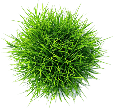 AI generated Lush Green Potted Plant png