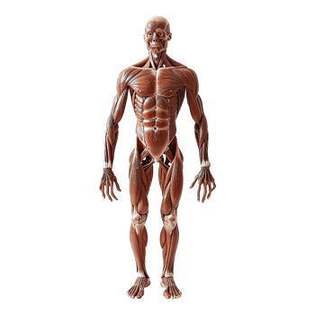 AI generated Human muscle structure isolated on transparent background png