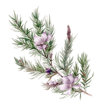 AI generated Elegant Watercolor Juniper Twig Clipart png