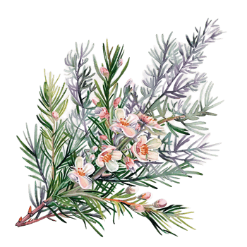 AI generated Natural Juniper Branch in Watercolor Clipart png