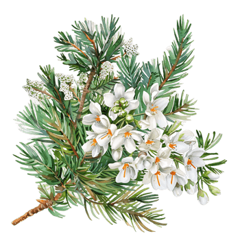 AI generated Botanical Watercolor Juniper Twig Clipart png