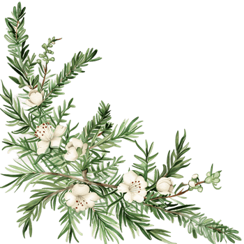 AI generated Radiant Watercolor Juniper Twig Clipart png