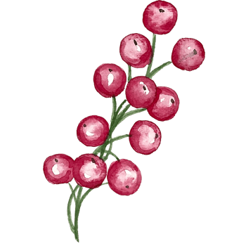 Watercolor hand drawn illustration berry and green leaf. png