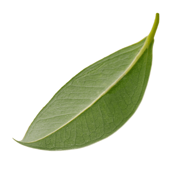 Fresh green leaf, PNG transparency