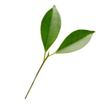 Fresh green leaves branch macro shot, PNG transparency
