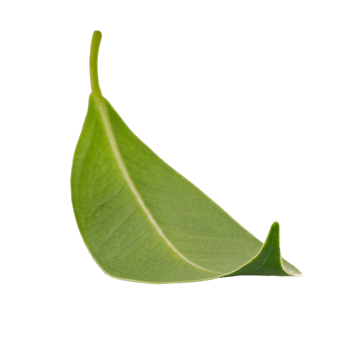 Fresh green leaf, PNG transparency