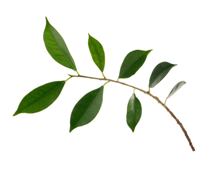 Fresh green leaves branch macro shot, PNG transparency