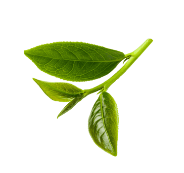 Green tea leaves, PNG transparency