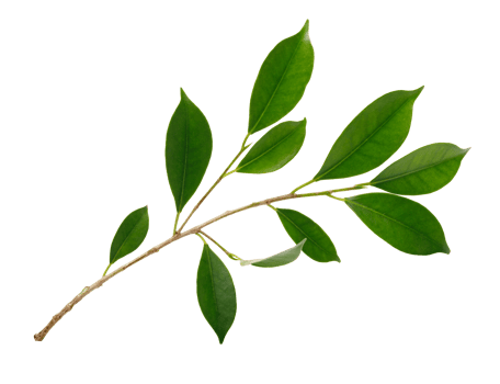Fresh green leaves branch macro shot, PNG transparency