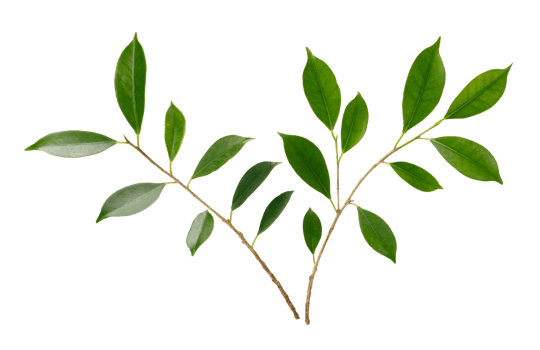 Fresh green leaves branch macro shot, PNG transparency