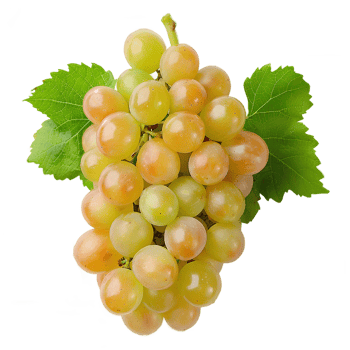 AI generated White grapes PNG. Centennial grapes isolated. Table grape of Centennial for food purposes PNG. Grape flat lay. White grapes top view PNG