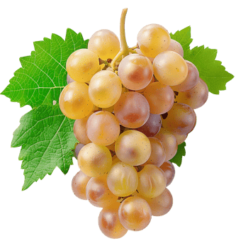 AI generated White grapes PNG. Centennial grapes isolated. Table grape of Centennial for food purposes PNG. Grape flat lay. White grapes top view PNG