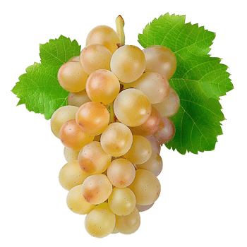 AI generated White grapes PNG. Centennial grapes isolated. Table grape of Centennial for food purposes PNG. Grape flat lay. White grapes top view PNG