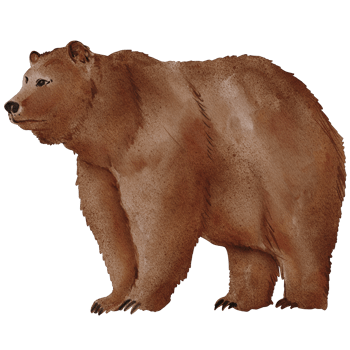 watercolor bear painting clip art, animal wildlife illustration png
