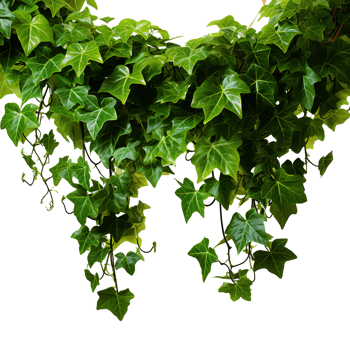 AI generated Green Grape Vine Leaves png