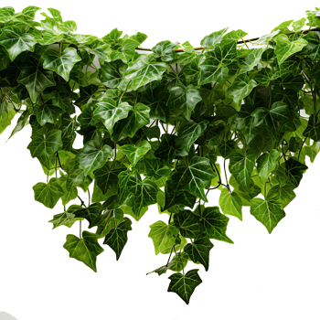 AI generated Green Grape Vine Leaves png