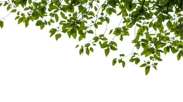 green leaves on a tree branch with a transparent background png