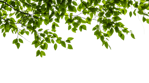 green leaves on a tree branch with a transparent background png