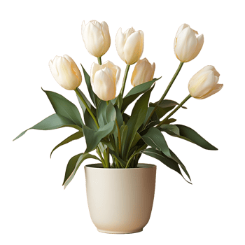 AI generated Tulip Flowers in White Pot Isolated on Transparent Background. Generative Ai png