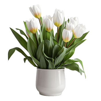 AI generated Tulip Flowers in White Pot Isolated on Transparent Background. Generative Ai png