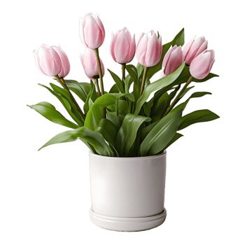 AI generated Tulip Flowers in White Pot Isolated on Transparent Background. Generative Ai png