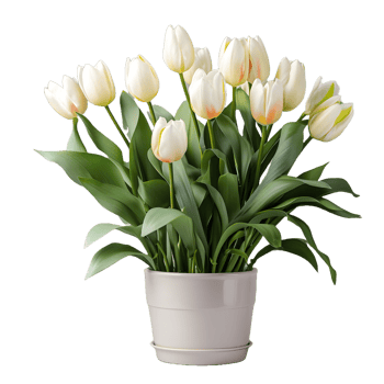 AI generated Tulip Flowers in White Pot Isolated on Transparent Background. Generative Ai png