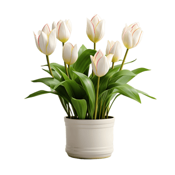 AI generated Tulip Flowers in White Pot Isolated on Transparent Background. Generative Ai png