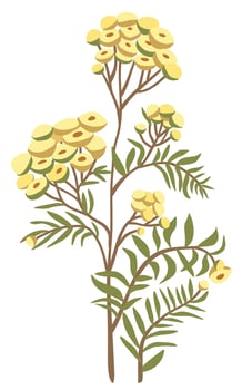 Tansy flower. Vector floral isolated illustration