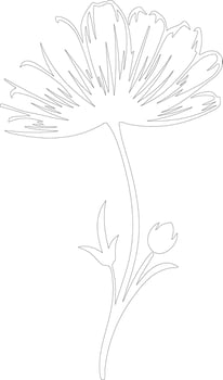 AI generated chicory  outline silhouette vector