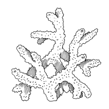 Coral Vector line art. Outline of sea Reef. Hand drawn graphic clipart of underwater plant. Linear drawing on isolated background. Black contour sketch draw. For summer prints