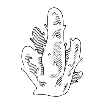 Coral Vector line art. Outline of sea Reef. Hand drawn graphic clipart of underwater ocean plant. Linear drawing on isolated background. Black contour sketch. Vintage tropical nature