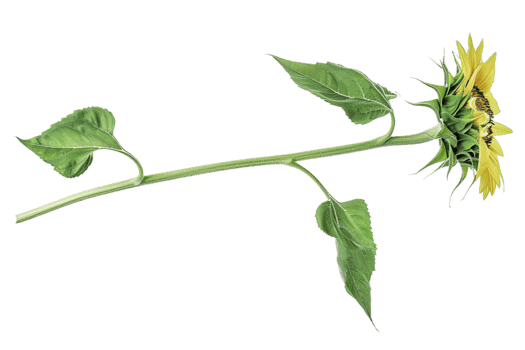 AI generated Unopened Sunflower Bud Against png