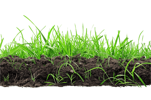AI generated Grass Cross Section with Soil png