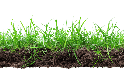AI generated Grass Cross Section with Soil png