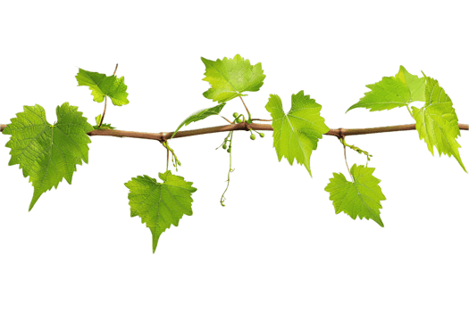 AI generated Fresh Green Grapevine Leaves png