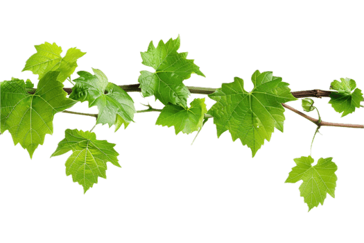 AI generated Fresh Green Grapevine Leaves png