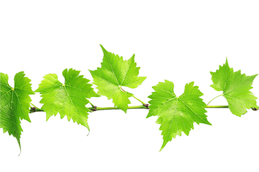 AI generated Fresh Green Grapevine Leaves png