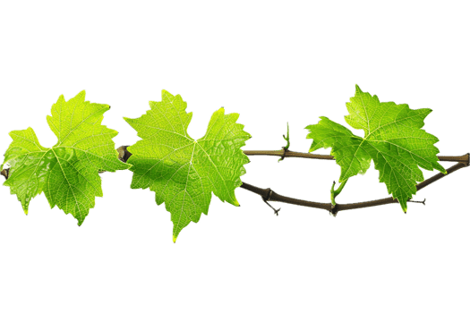 AI generated Fresh Green Grapevine Leaves png