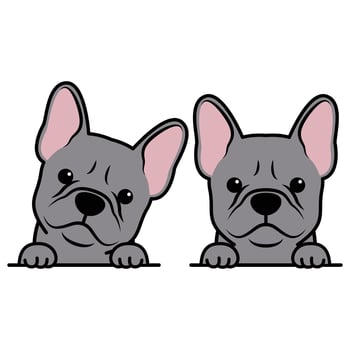 Cute french bulldog puppy blue color cartoon, vector illustration