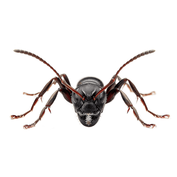 AI generated Ant isolated isolated on transparent background png