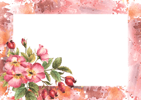 Wild rose hip with buds, berries, flower and leaves. Dog or brier rose branch banner on watercolor stains frame background. Botanical clipart for card, medical label Hand drawn illustration png