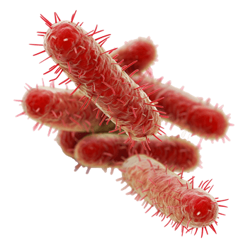 AI generated Bacteria isolated on transparent background png
