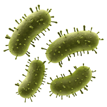 AI generated Bacteria isolated on transparent background png