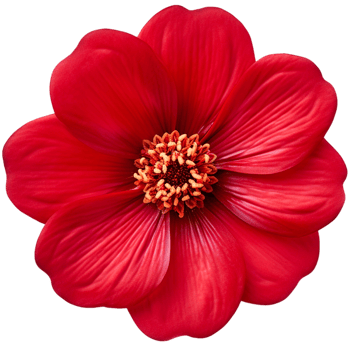AI generated Summer flower red dahlia png