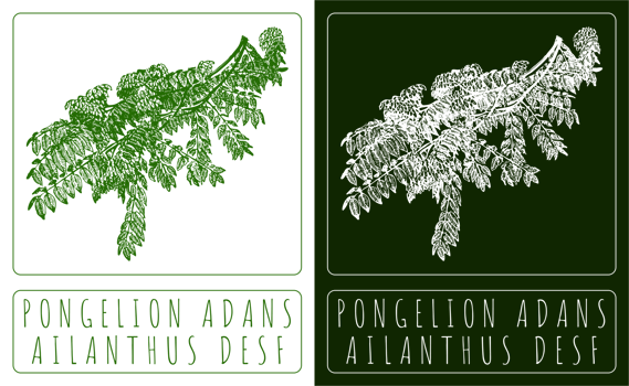 Drawing PONGELION ADANS. Hand drawn illustration. The Latin name is AILANTHUS DESF. png
