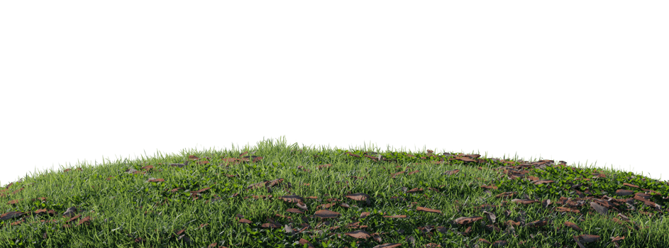 Close up flowers, green or dry grass isolated on transparent background. Realistic natural element for design. Bright 3d illustration png